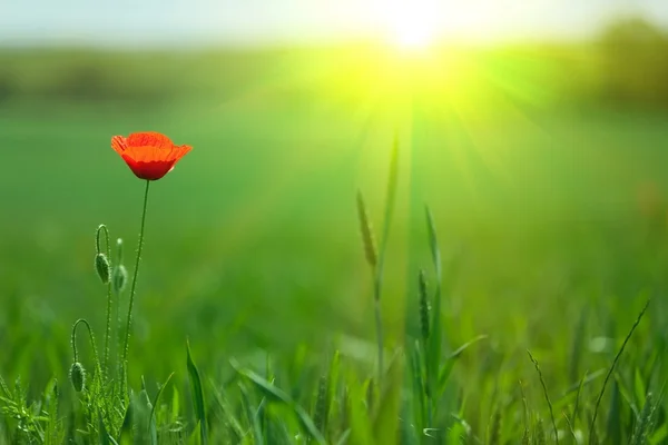 Single poppy in sunlight — Stock Photo, Image