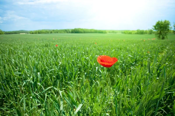 Poppy in field — Stock Photo, Image