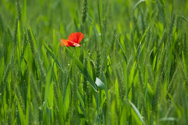 Signle poppy — Stock Photo, Image