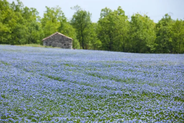 Blue flax field — Stock Photo, Image