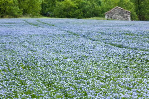 Campo de linho azul — Fotografia de Stock