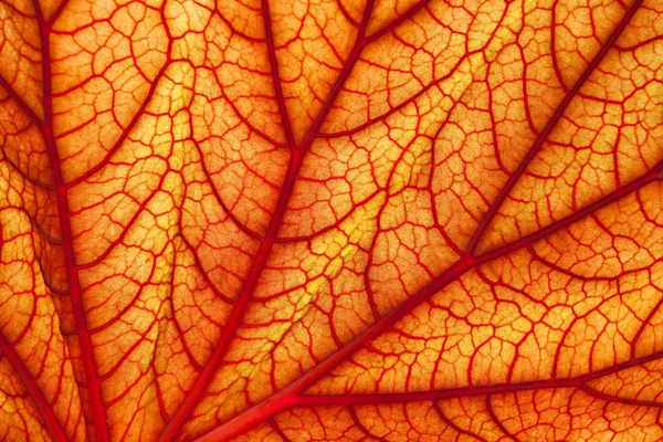 Sanguine geranium leaf — Stock Photo, Image