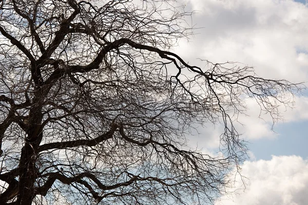 Winter tree — Stock Photo, Image