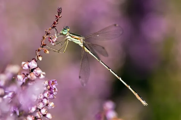 Libellula su erica — Foto Stock