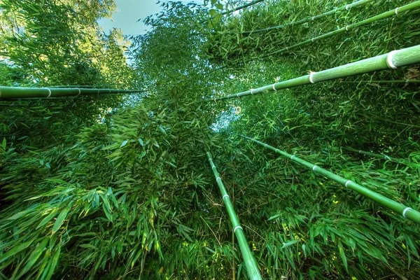 Bambus Weitwinkel 2 — Stockfoto