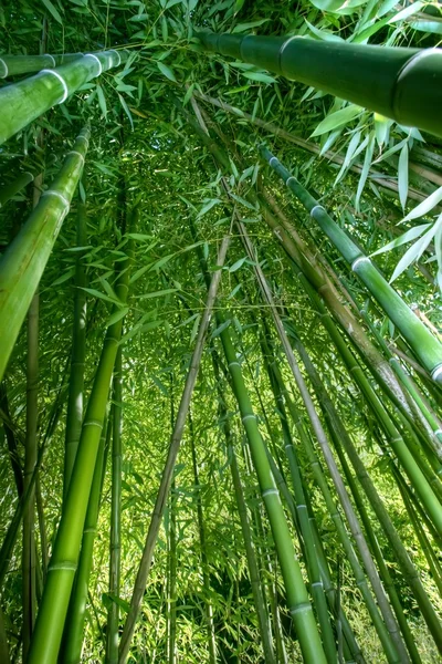 Ângulo largo de bambu — Fotografia de Stock