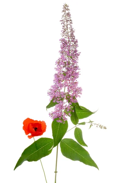 Buddleia and poppy bouquet — Stok fotoğraf