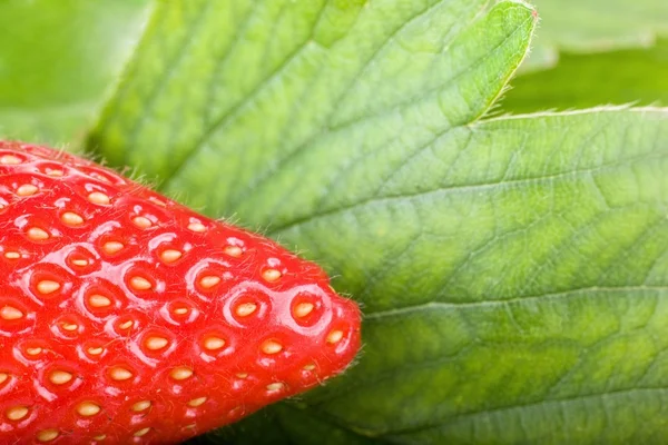 Strawberry closeup — Stock Photo, Image