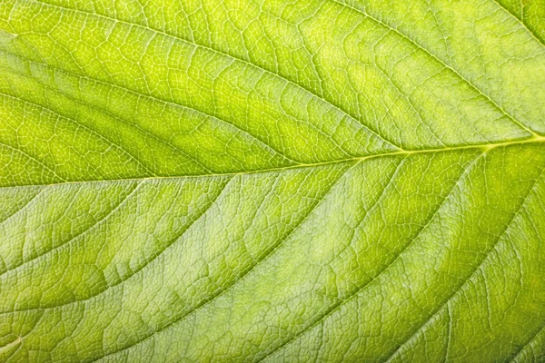 Folha macro — Fotografia de Stock