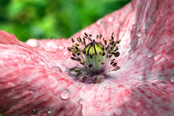 White and pink poppy closeup — Stockfoto