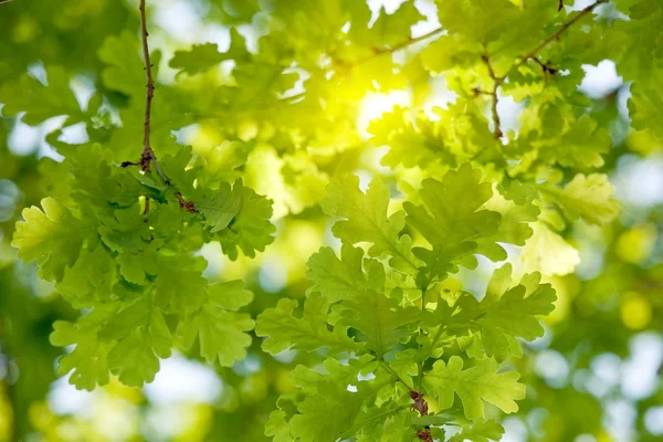 Roble hojas luz del sol — Foto de Stock