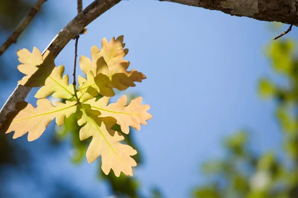 Hoja de roble a la luz del sol — Foto de Stock