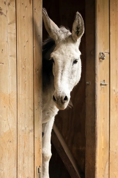 Young white donkey — Stock Photo, Image