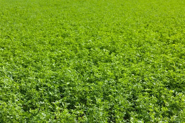 Alfalfa field — Stock Photo, Image