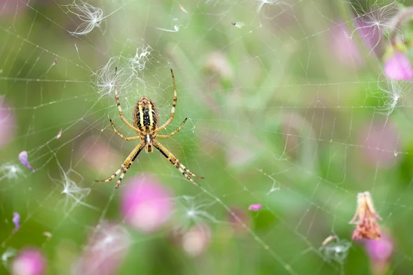 Pavouk křižák vosa — Stock fotografie