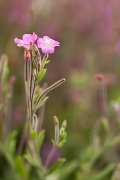 Epilobium 花 — 图库照片