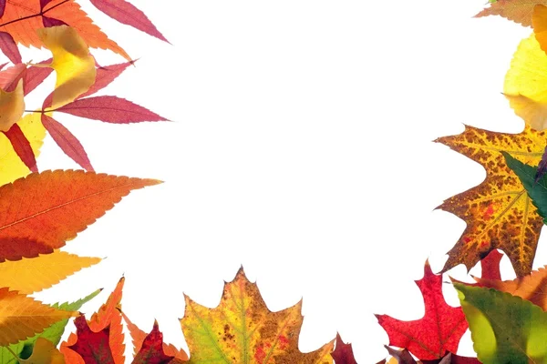 Colorful leaves frame — Stock Photo, Image