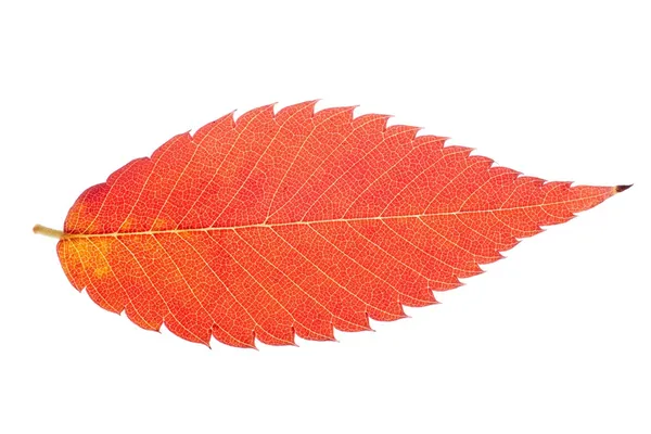 Vivid leaf isolated — Stock Photo, Image
