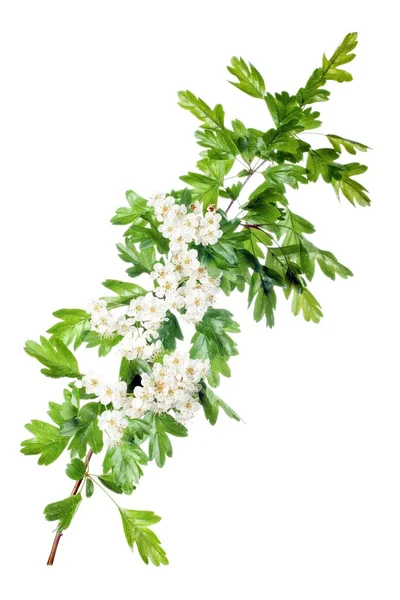 Fiore di biancospino primaverile — Foto Stock