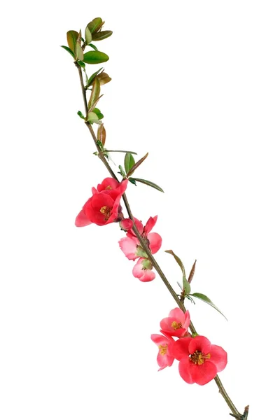 Czerwony flowering Pigwa — Zdjęcie stockowe