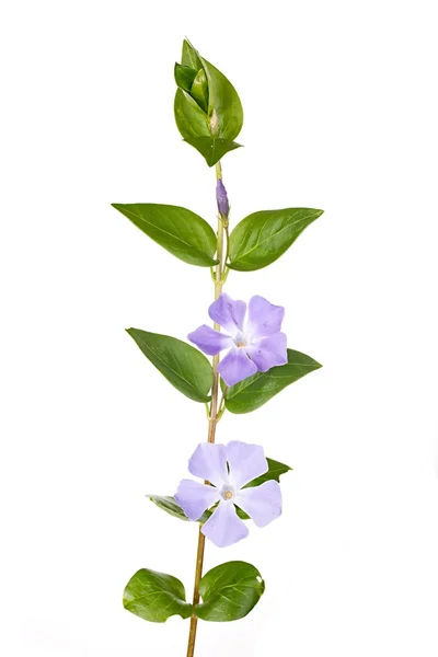 Fiori di pervinca — Foto Stock