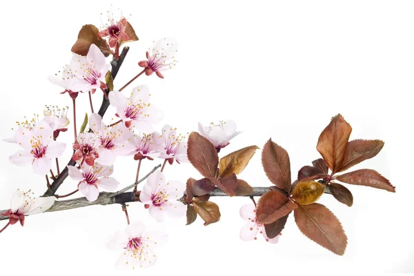 Plommon träd blommor — Stockfoto