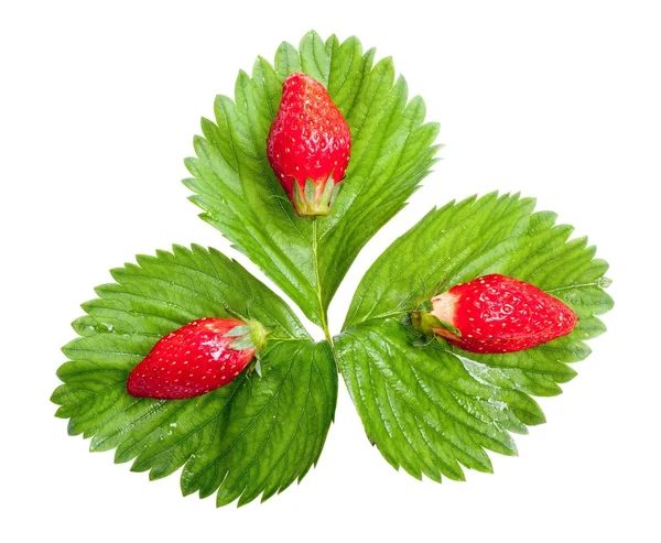 Strawberries on leaf — Stock Photo, Image