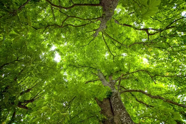Natuurlijke grote boom plafond — Stockfoto