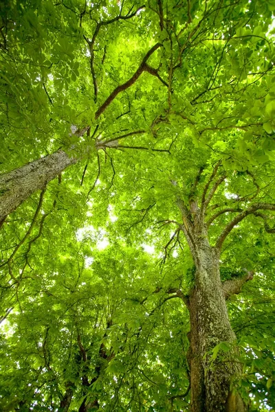 Kastanienbäume dynamische Ansicht — Stockfoto