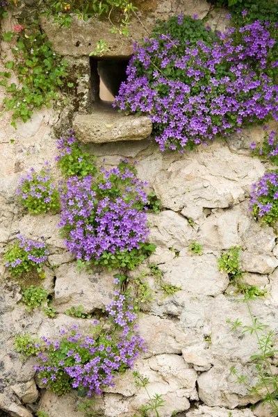 Eski duvar bellflowers — Stok fotoğraf