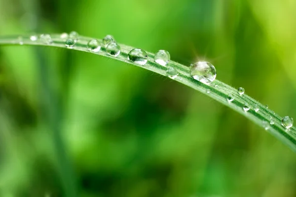 Drops on fresh grass — Stock Photo, Image