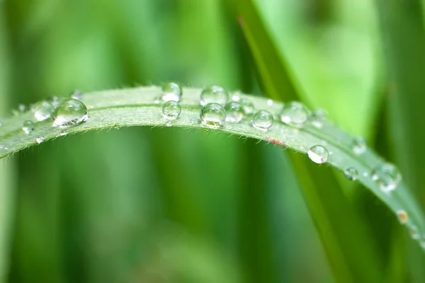 Droplet on blade of grass — Stock Photo, Image