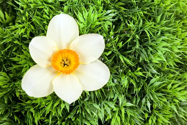 Нарцисс в зеленом — стоковое фото