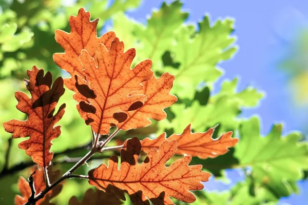 Oak leaves autumnal colors — Stock Photo, Image