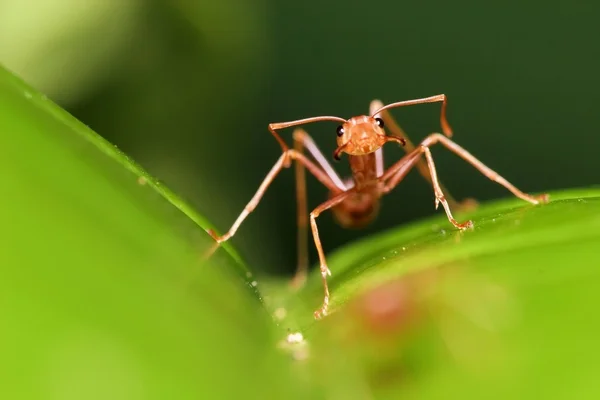 Garde fourmi rouge agressive — Photo