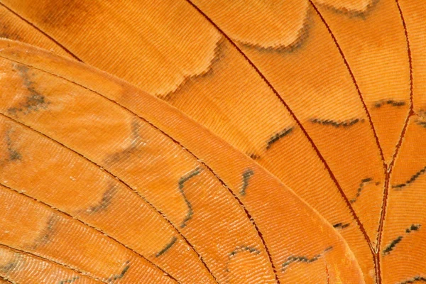 Butterfly wing extrem närbild — Stockfoto