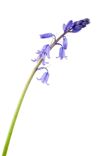 Wild blue hyacinth — Stock Photo, Image