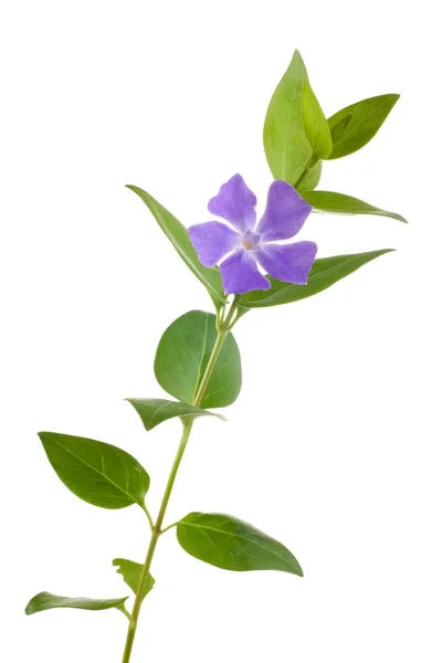 Periwinkle isoliert auf weiß — Stockfoto