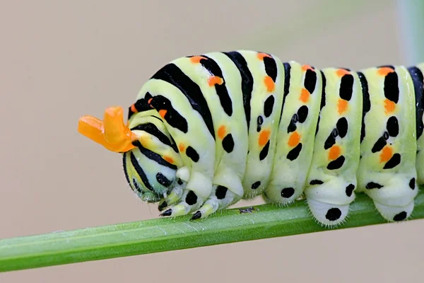 Papilio machaon gąsienica dyfuzji nieprzyjemny zapach przed ptakami — Zdjęcie stockowe