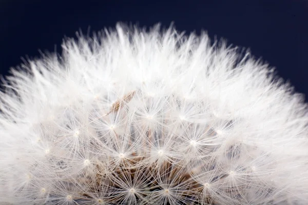 Semillas de diente de león macro — Foto de Stock