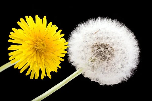 Квітка кульбаби і насіння — стокове фото