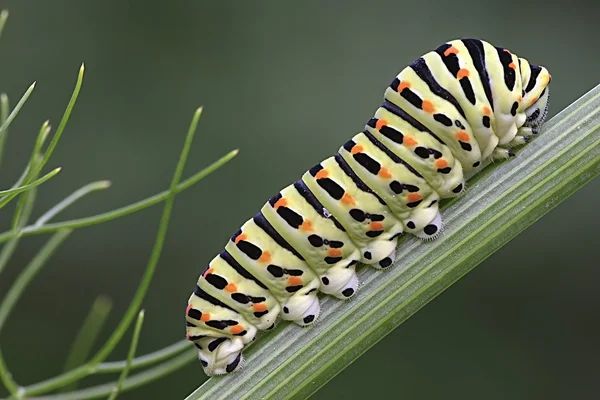 Bruco di Papilio machaon — Foto Stock