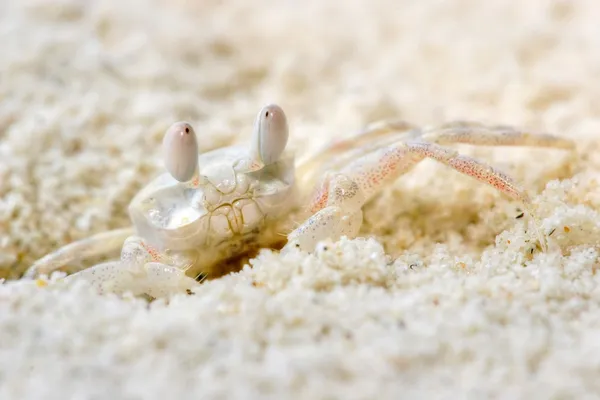Strange mimetic crab — Stock Photo, Image