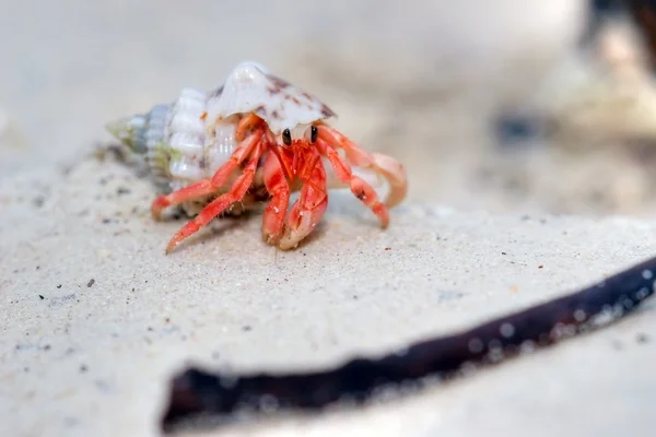 Hermit crab — Stock Photo, Image