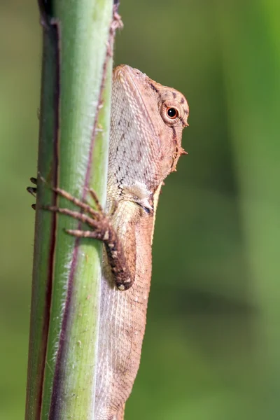 Little Agama lizard — Stock Photo, Image
