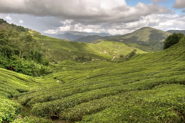 Cameron çay tarlaları — Stok fotoğraf