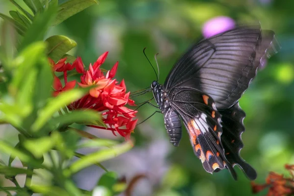 Schmetterling (pachliopta aristolochiae)) — Stockfoto