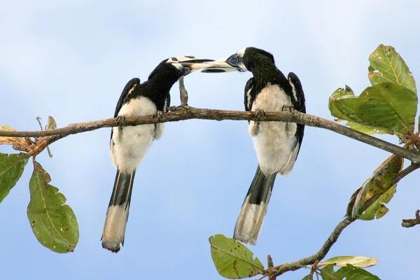 Hornbill kisses — Stock Photo, Image