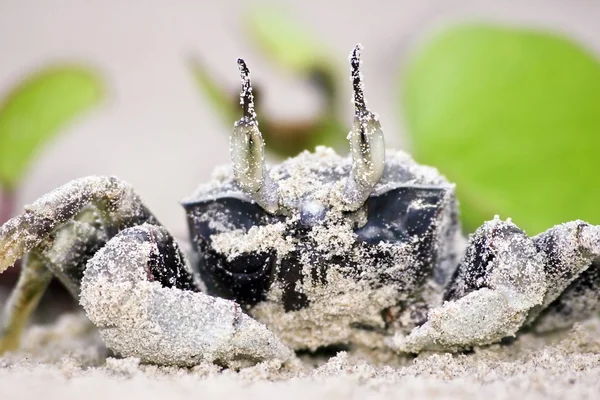 Illusionist crab — Stock Photo, Image