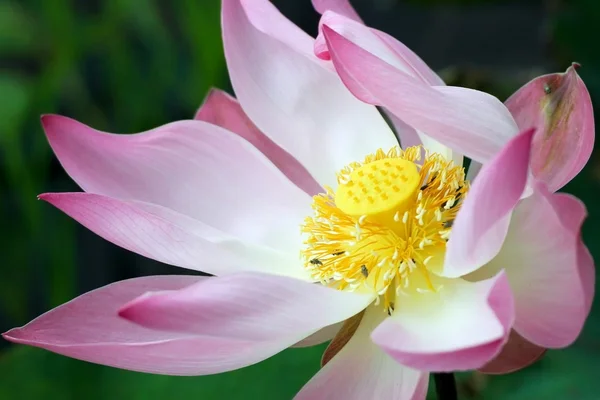 Lotus bloem close-up — Stockfoto